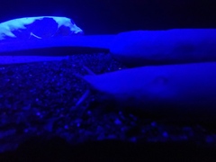 Eptatretus hexatrema