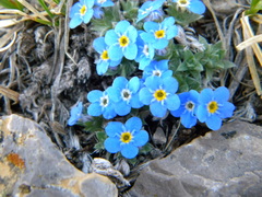 Eritrichium argenteum