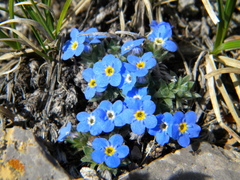 Eritrichium argenteum