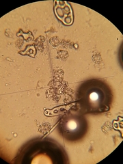 Eupentacta quinquesemita