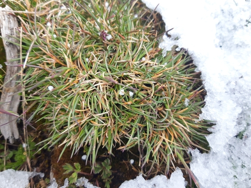 Festuca indigesta