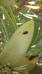 Chirodica