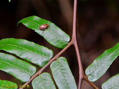 Asiophrida scaphoides