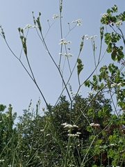 Tordylium carmeli