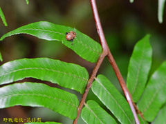 Asiophrida scaphoides