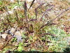 Festuca indigesta
