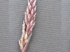 Festuca indigesta
