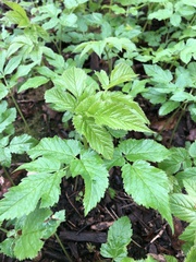 Aegopodium podagraria