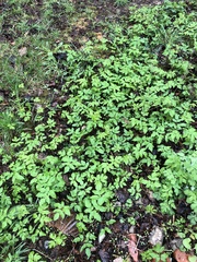 Aegopodium podagraria