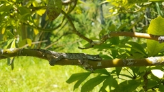 Mokopirirakau granulatus