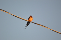 Hirundo rustica