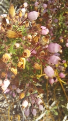 Ephebus