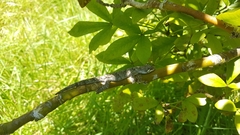 Mokopirirakau granulatus