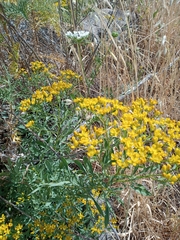 Haplophyllum buxbaumii