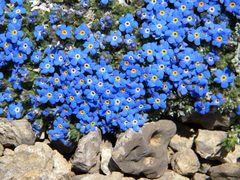 Eritrichium argenteum