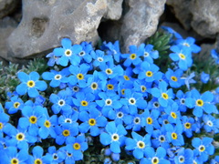 Eritrichium argenteum