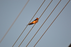 Hirundo rustica