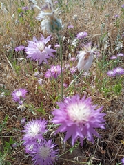 Centaurea crocodylium