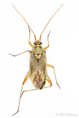 Calocoris roseomaculatus angularis