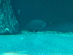 Naso tonganus