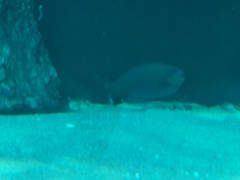 Naso tonganus