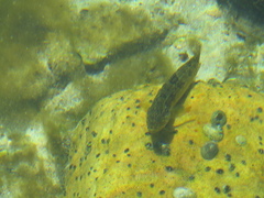 Clinus superciliosus