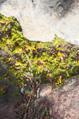 Hemichroa pentandra