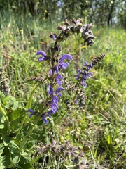 Salvia pratensis