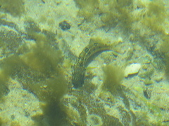 Clinus superciliosus