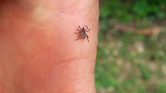 Ixodes frontalis