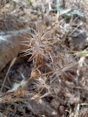 Trifolium dasyurum