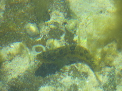 Clinus superciliosus