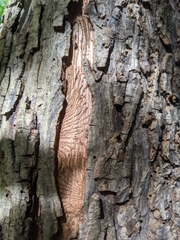 Scolytus quadrispinosus