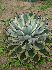 Agave victoriae-reginae swobodae
