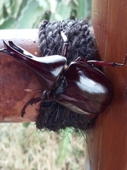 Xylotrupes gideon gideon