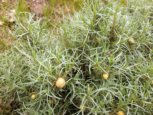 Santolina rosmarinifolia iNat (1)