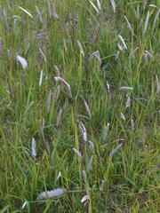 Imperata cylindrica