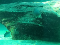 Dichistius multifasciatus