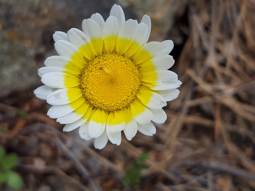 Leucanthemopsis pallida, photograph 6
