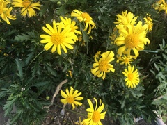 Asteraceae
