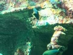 Dichistius multifasciatus