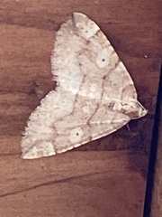 Idiotephria evanescens