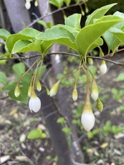 Magnoliopsida