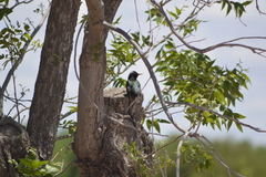 Sturnus vulgaris