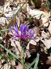 Centaurea graminifolia
