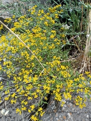 Haplophyllum buxbaumii