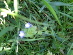 Veronica persica