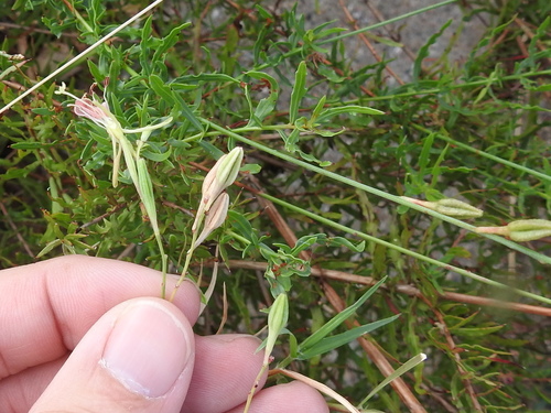 Image of Oenothera calcicola by (c) Sam Kieschnick, some rights reserved (CC BY)