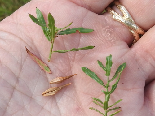 Image of Oenothera calcicola by (c) Sam Kieschnick, some rights reserved (CC BY)