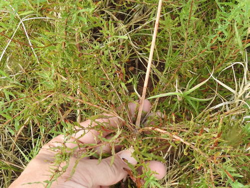 Image of Oenothera calcicola by (c) Sam Kieschnick, some rights reserved (CC BY)
